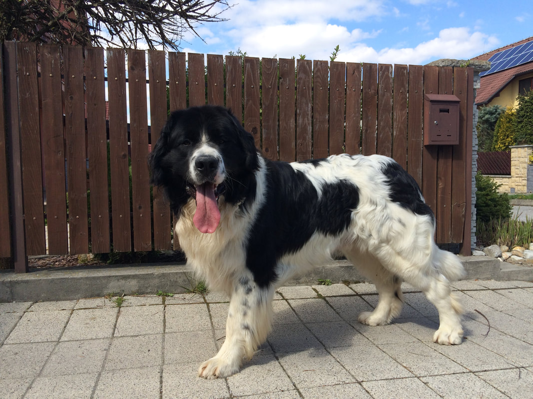 ARES Teneo Manu -STUD MALE