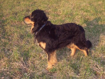 BUDDY BOSTON Kráľovská stráž
